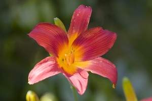 Tiger Lilly