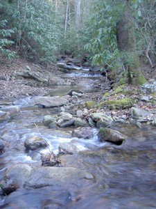 A small feeder stream and old logging road meet the E. Fork of Cassi Creek 
