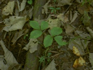 Spotted some 3-leaf young Ginseng at one spot. I'll not say exactly where :)