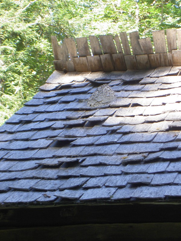 I had never seen a hornets nest built on top of a roof like this. It was active too, I avoided it