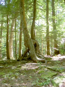 Odd tree soon after starting up the trail. It's dead though, won't be there long