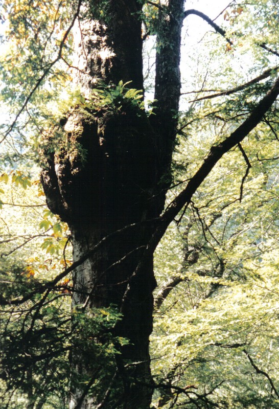 Interesting bulge on a tree with ferns growing on it