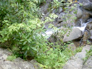 Somewhat obscured shot of the water continuing on down. As close as I was willing to get.