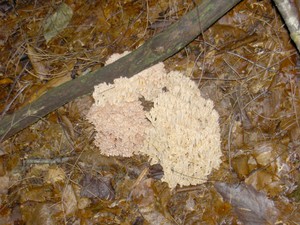 Strange mushroom I spotted that was very much like coral.