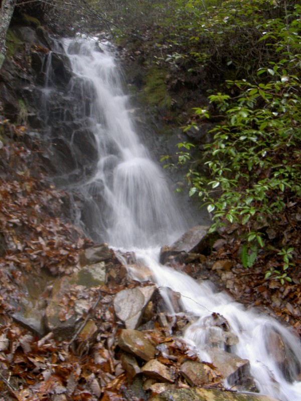 Right beside the upper trail close to the shelter on the AT above Laurel Fork Falls