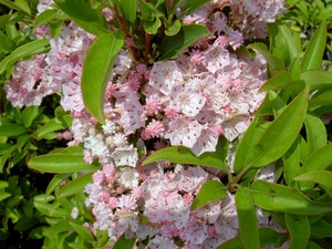 Mountain Laurel