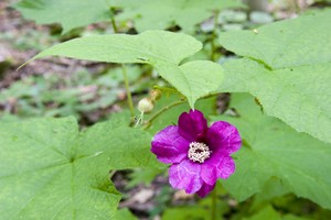 Some flowers along this fine trail