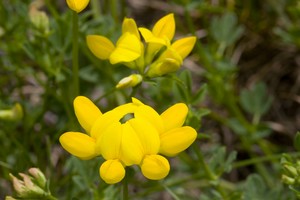 There were a few interesting wildflowers here