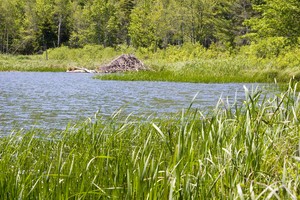 We continued on east and the next morning arrived at Acadia National Park in Maine (beaver lodge)