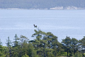 An eagle landing in a tree