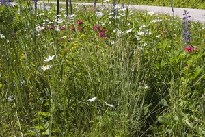 Some wildflowers by a roadside overlook.