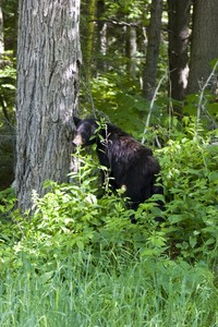 I thought about jumping out and approaching the cub to see if could coax the momma to show herself. Thought better of it (grin)