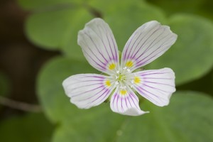 Common Wood Sorrel on the trail to this falls.