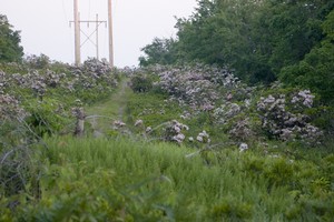 When we hit PA we drove through a forest area called 