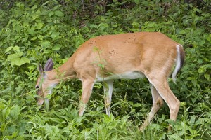 Plenty of deer and you can easily get rather close.