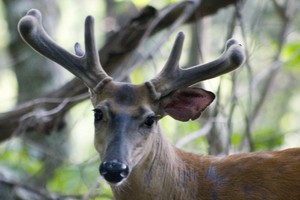 Saw this fellow cross in the rearview and drove back to try and get some shots of him. Left Ear...