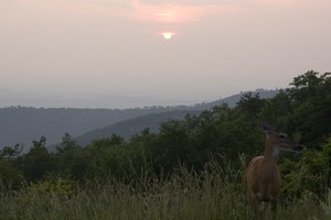 This one was just on the other side of the wall at an overlook.