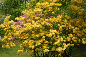 Flame Azalea at the Peaks of Otter visitors center