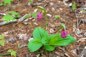 Pink Lady's Slippers