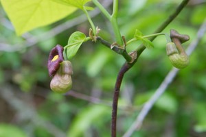 Dutchmans Pipe (Aristolochia macrophylla)