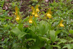 Yellow Lady's Slippers