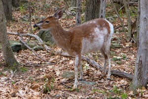 Piebald deer