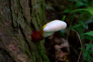 Interesting mushroom
