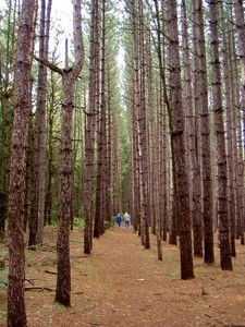 Cransville Swamp