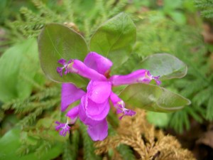 Fringed Polygala (Polygala paucifolia)