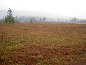 Cranberry Glades bog