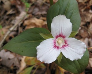 Trillium undulatum - Painted Trillium