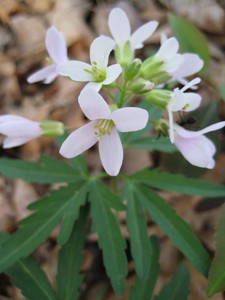 Cardamine concatenata - Cutleaf Toothwort