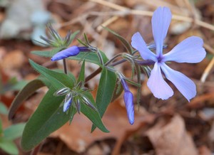 Phlox divaricata - Wild Blue Phlox (Sweet William)