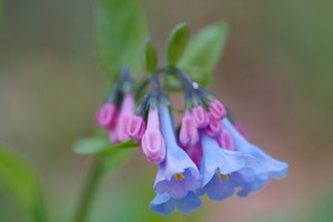 Mertensia virginica - Virginia Bluebells