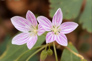 Claytonia virginica - Virginia Spring Beauty