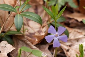 Vinca minor - Periwinkle (Myrtle)