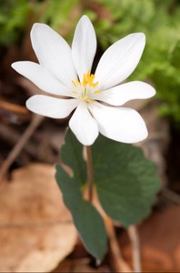 Sanguinaria canadensis - Bloodroot