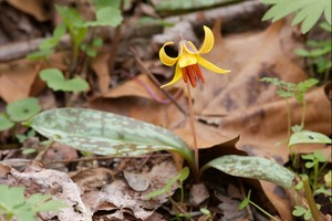 Erythronium americanum - Trout Lily (Dogtooth Violet)
