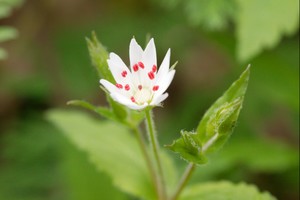 Stellaria pubera - Star Chickweed