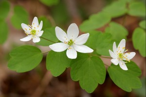 Thalictrum thalictroides - Rue Anemone