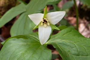 Trillium erectum albiflorum - White Erect Trillium