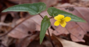 Viola hastata - Halberd-leaf Violet