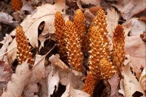 Conopholis americana - Squawroot