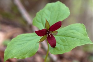 Trillium erectum - Red Erect Trillium (Stinking Benjamin)