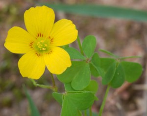 Oxalis stricta - Common Yellow Woodsorrel