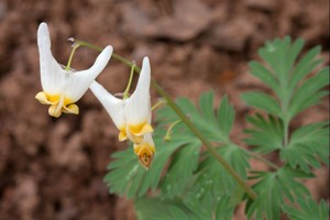 Dicentra cucullaria - Dutchman's Breeches