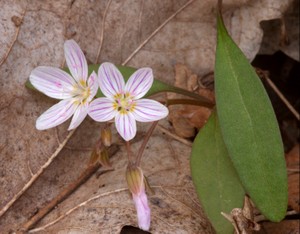 Claytonia caroliniana - Carolina Spring Beauty