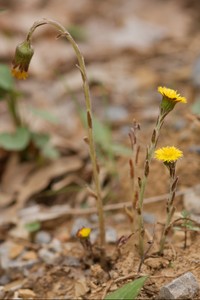 Tussilago farfara - Coltsfoot