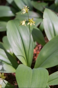Clintonia borealis - Bluebead Lily (Yellow Clintonia)