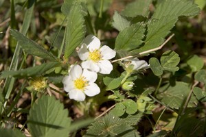 Fragaria virginiana - Wild Strawberry